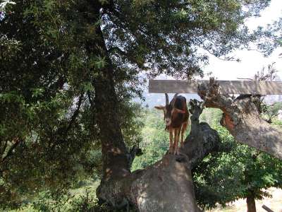 Chèvre d'Evisa dans son arbre.